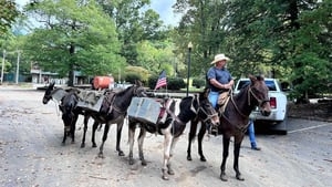 Mules aiding Helene victims in NC killed on road after leaving pasture