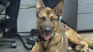 Dog trainer countersues former interim Wadesboro police chief over K-9's death