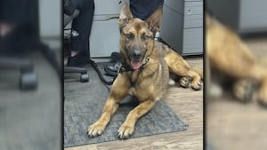 Former handler given K-9 Blitz's remains