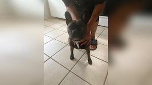 ‘Incredibly frustrating': Group to speak at city council over stolen French bulldog