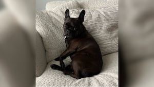 3rd person charged in theft of French Bulldog