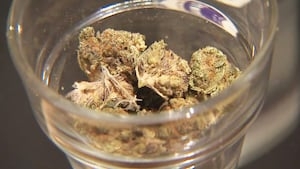 Stein creates cannabis advisory council to regulate state's THC market