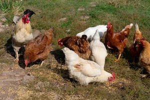 North Carolina farmers take precautions to fight bird flu