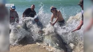 Fishermen catch, release great white shark off NC coast