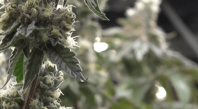 S.C. Senator advocates for medical marijuana for 2026