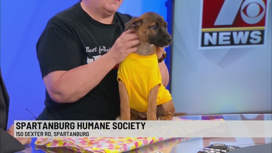 Pet of the Week: Jesse