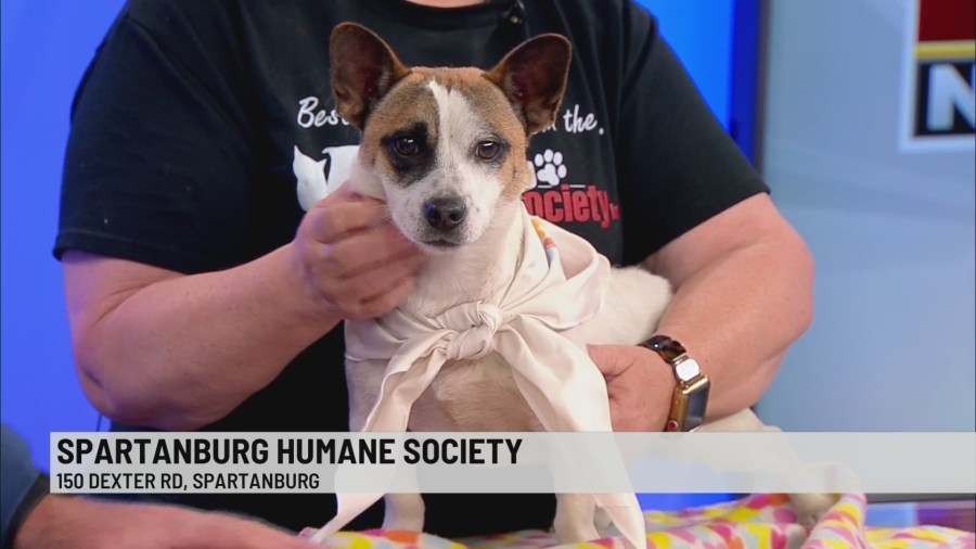 Pet of the Week: Scout