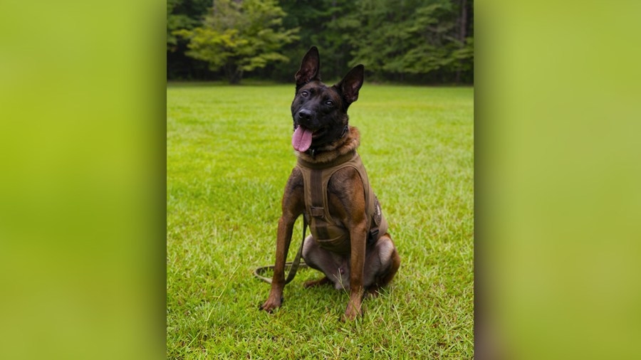 SC man convicted for shooting, killing K-9