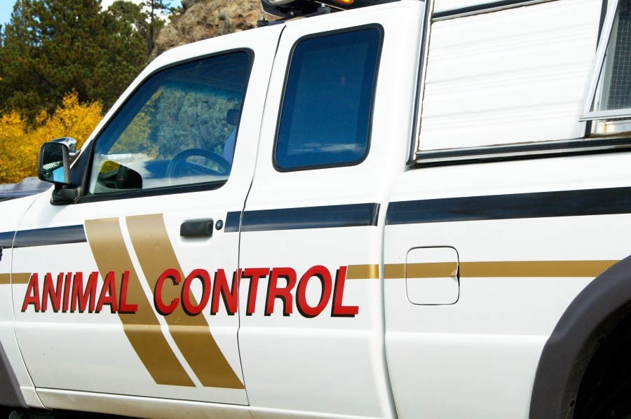 Rabid raccoons confirmed in Greenwood County; two pets exposed