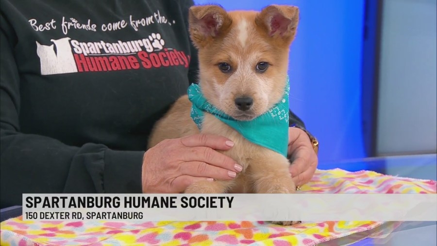 Pet of the Week: Dusty