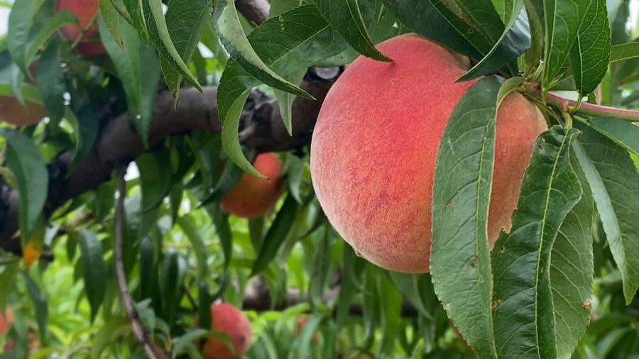 Upstate farmers say 2025 peach season looks promising