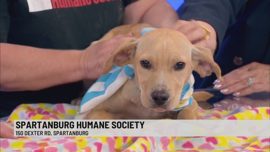 Pet of the Week: Rick