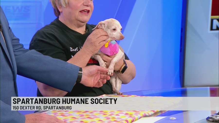 Pet of the Week: Coco