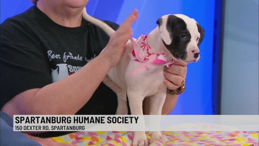 Pet of the Week: Julie