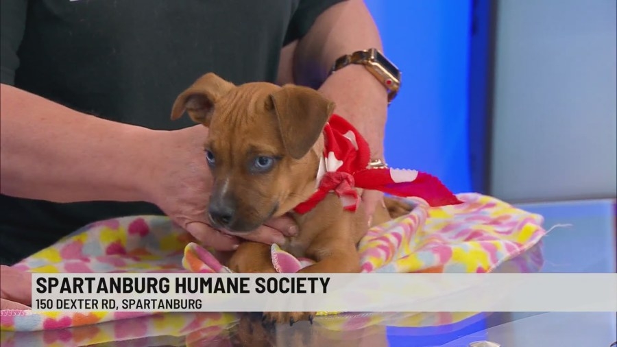 Pet of the Week: Reba
