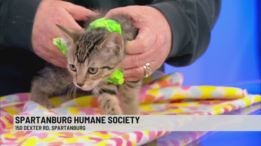 Pet of the Week: Luke