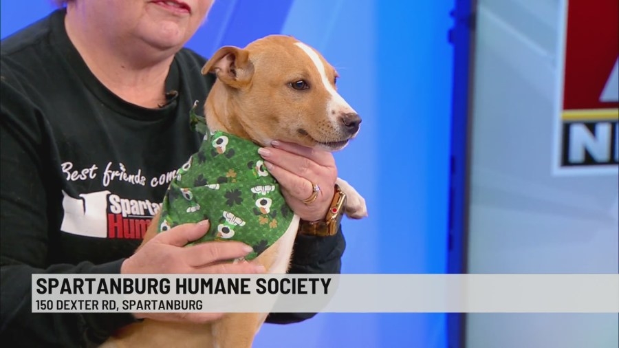 Pet of the Week: Daffy