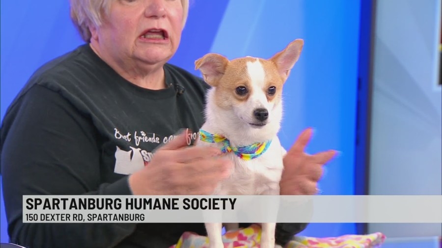 Pet of the Week: Izzy