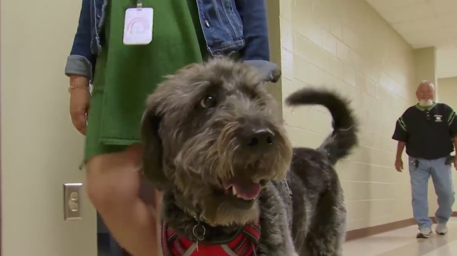 Gettys Middle School ‘therapy dog' finds forever home