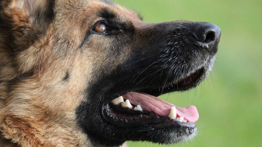 Two Upstate deputies bitten by dogs while on duty