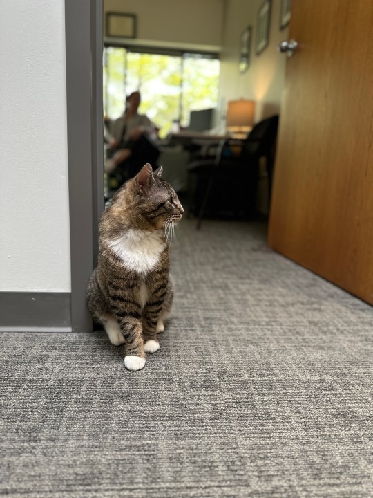 Madison Co. Mental Health Clinic adds new furry friend to the team