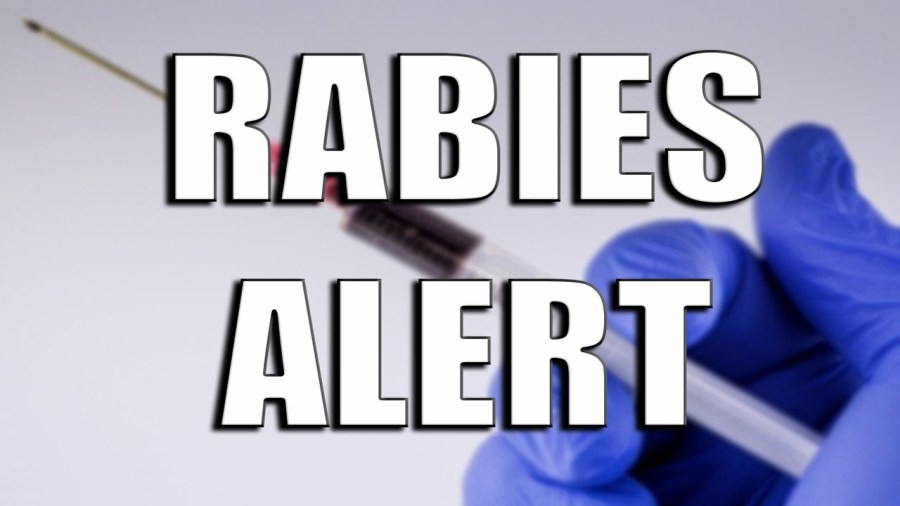 Rabid raccoon found in Cazenovia