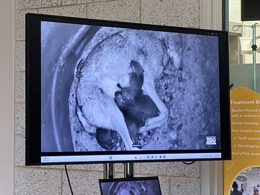 Rosamond Gifford Zoo welcomes Red Wolf pups, Humboldt penguin chicks