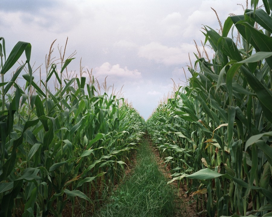 Central New York's corn crop is taking its sweet time this season