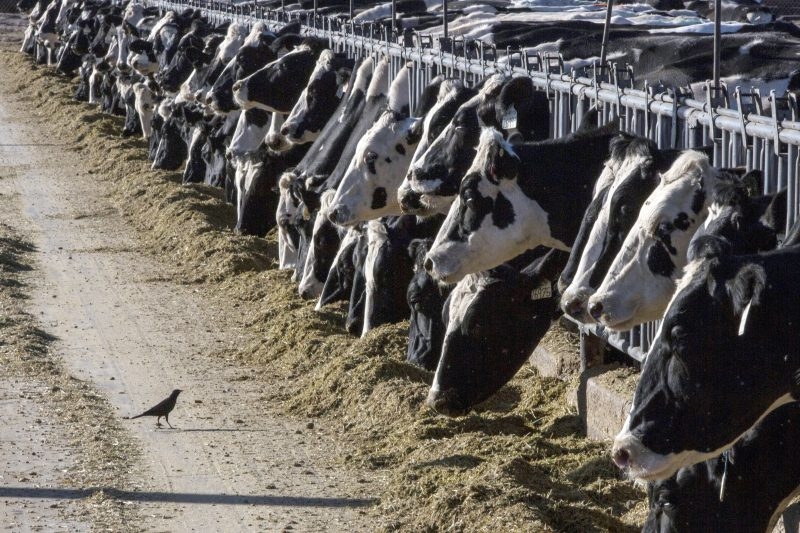 Barbland Dairy Hosts Dairy Field Trip