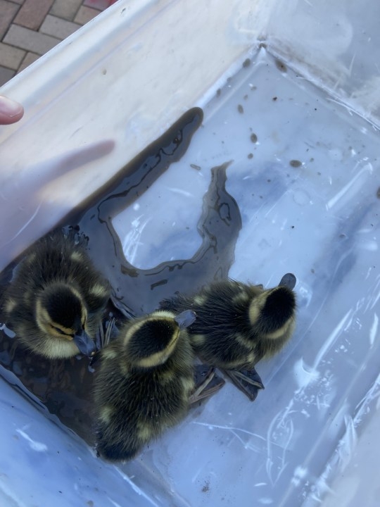 Syracuse firefighters save ducklings from storm drain
