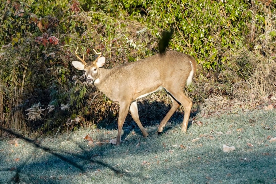 Pennsylvania gearing up for firearms deer season. When's opening day?