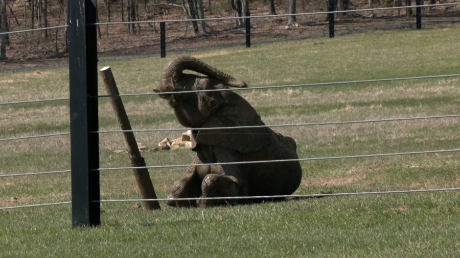 Somerset conservation center helps repopulate endangered species