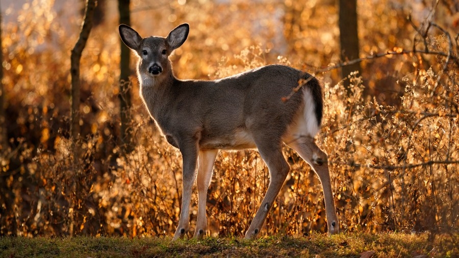 Three sentenced after 19 deer found poached in Somerset County