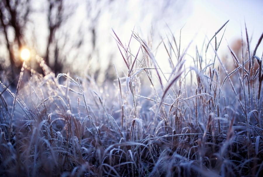 Frost Advisory issued for areas of Pennsylvania despite it being June