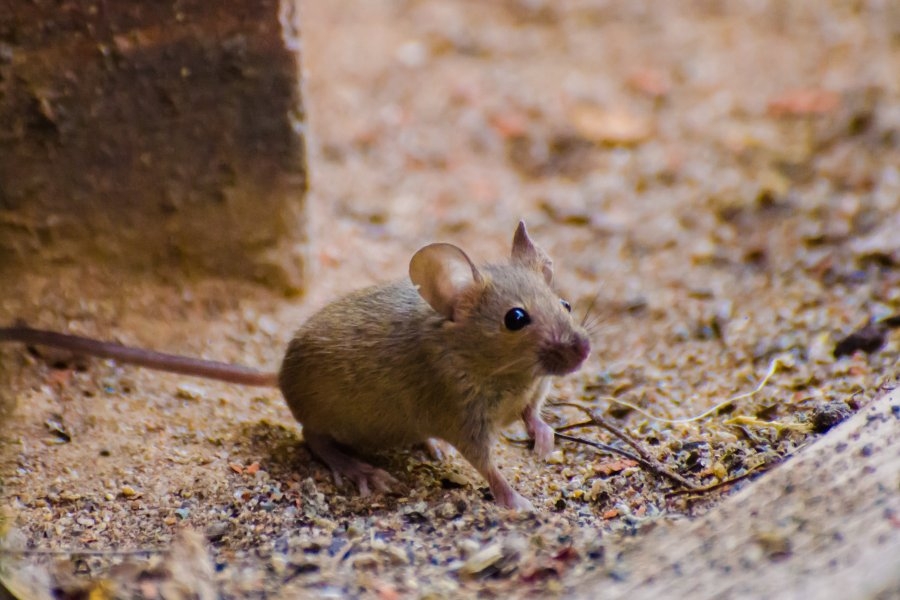 ‘Inhumane,' Could Pennsylvania be next to regulate the use of sticky traps?