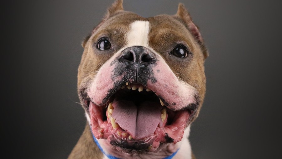 Mac's Law: New bill would prohibit insurance discrimination against dog breeds