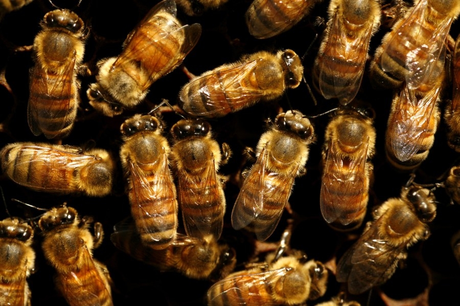 Proposed bill would protect Pennsylvania pollinators, plants