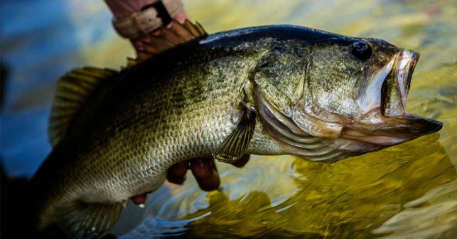 Fishing regulations temporarily lifted for Somerset County lake
