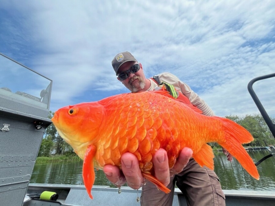 ‘Megalodon' goldfish found in Pennsylvania waterways