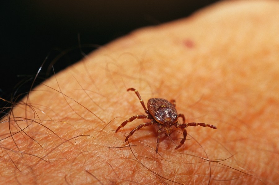 Uptick in tick bites reported in Central Pennsylvania emergency rooms