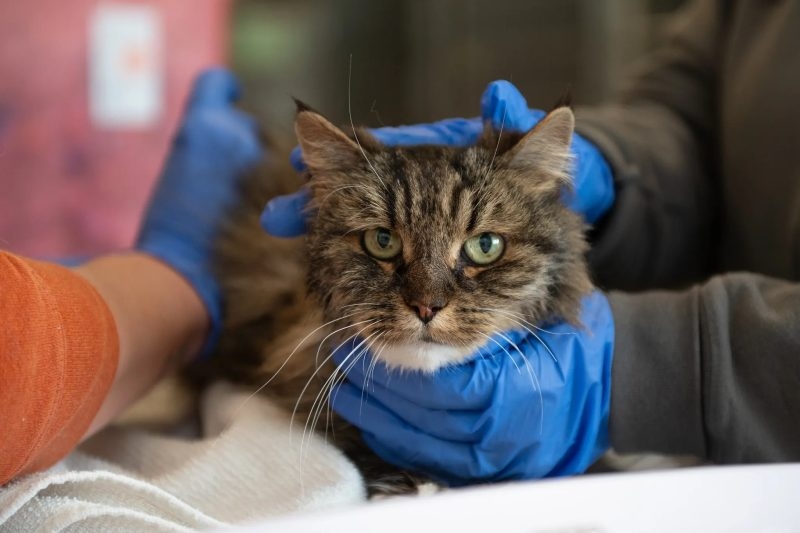 Cat declawing could be outlawed in Pennsylvania with new legislation