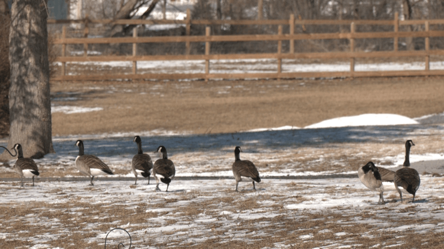 Cases of bird flu confirmed in Blair County geese