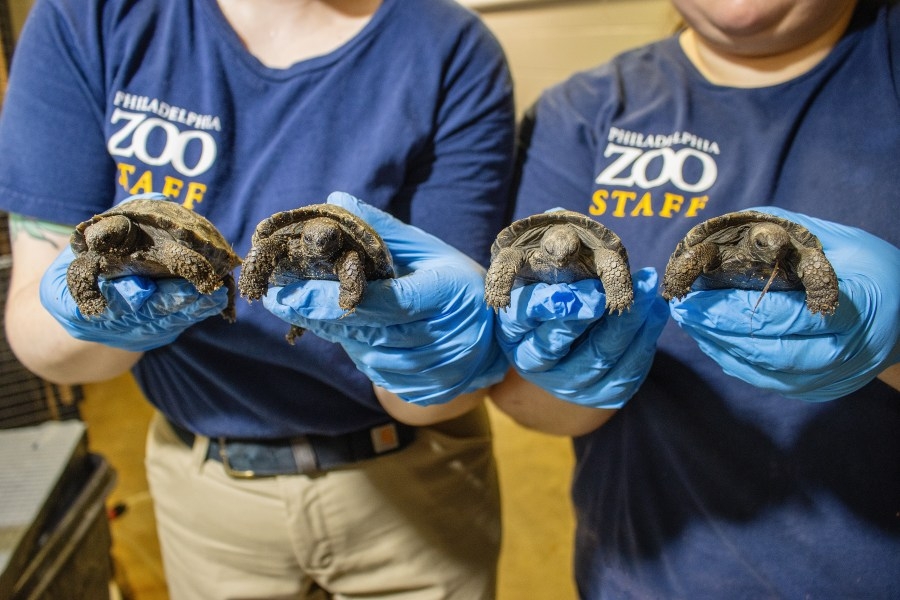 Names announced for four endangered tortoises born at Pennsylvania zoo