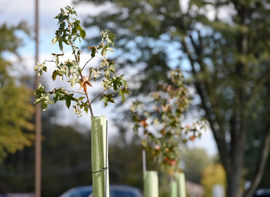 Here's how you can get a free tree for Arbor Day in Central PA