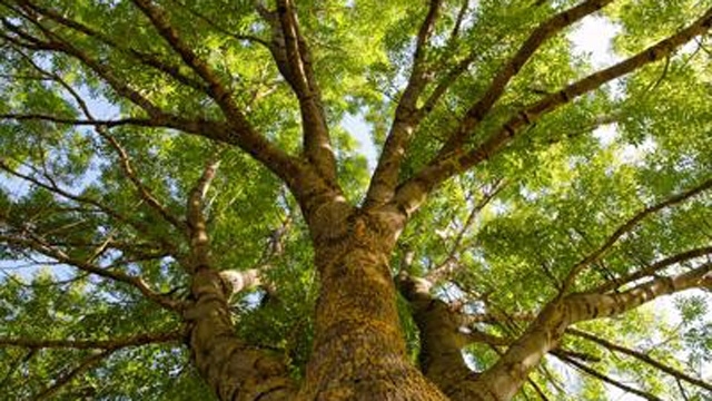 Arbor Day: How a day for planting trees became a national holiday