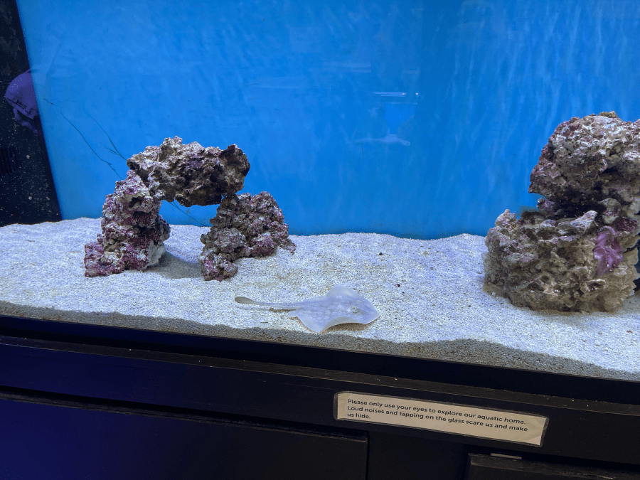 Meet Pearl! The baby stingray you can visit in State College