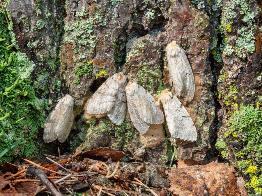 Pennsylvania landowners urged to protect trees from spongy moths