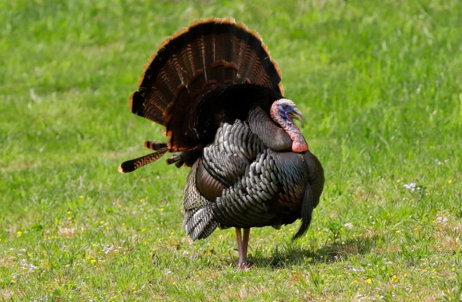 Spring turkey hunting season to begin soon, here's when