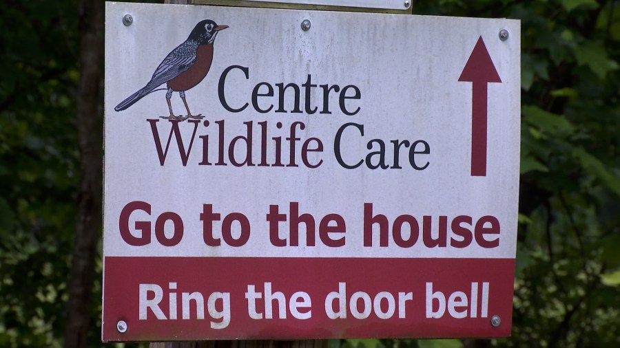 Centre Wildlife Care temporarily closing doors due to max capacity