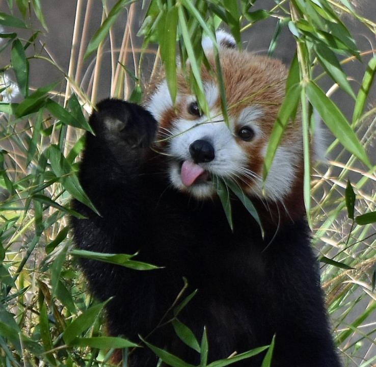 11-month-old red panda joins Beardsley Zoo